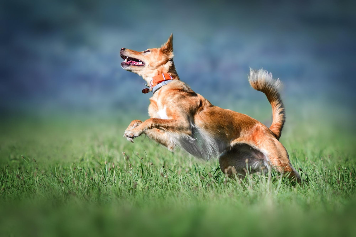 Valsam Vet Pet Supplements - Healthy Joints & Mobility