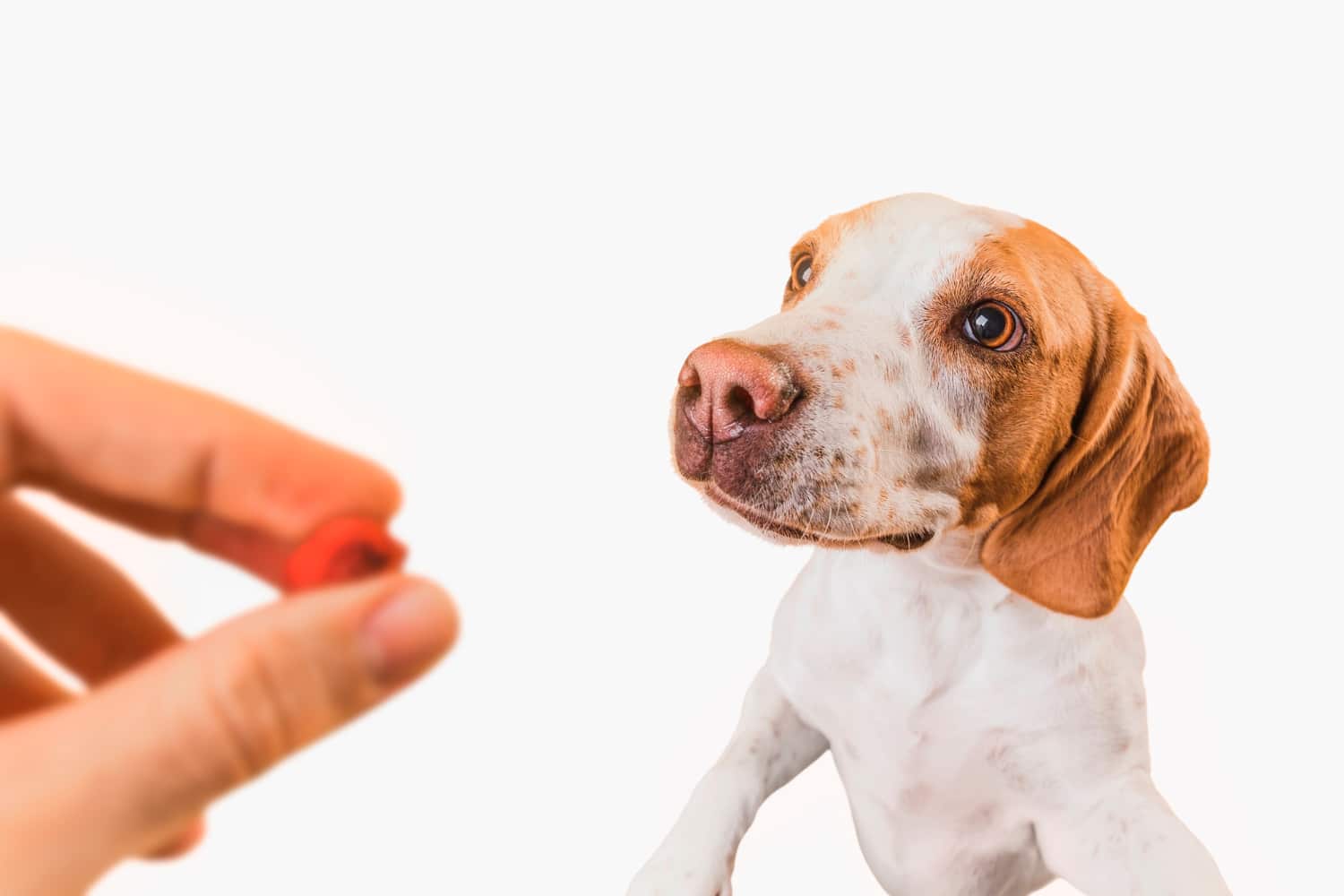 Valsam Vet Pet Supplements